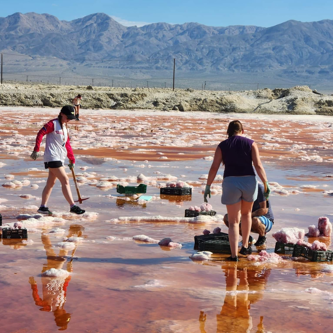 Aquamarine Daydream Wholesale - Wholesale Spiritual Stone/Crystal - 6pc Pink Halite ~ Bulk Mineral Flats ~ Crystal Specimens #510