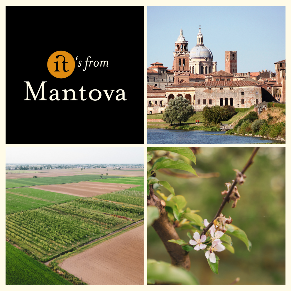 Gourm.it - Wholesale Preserves - Mantuan mustard quince 220g. Spicy1