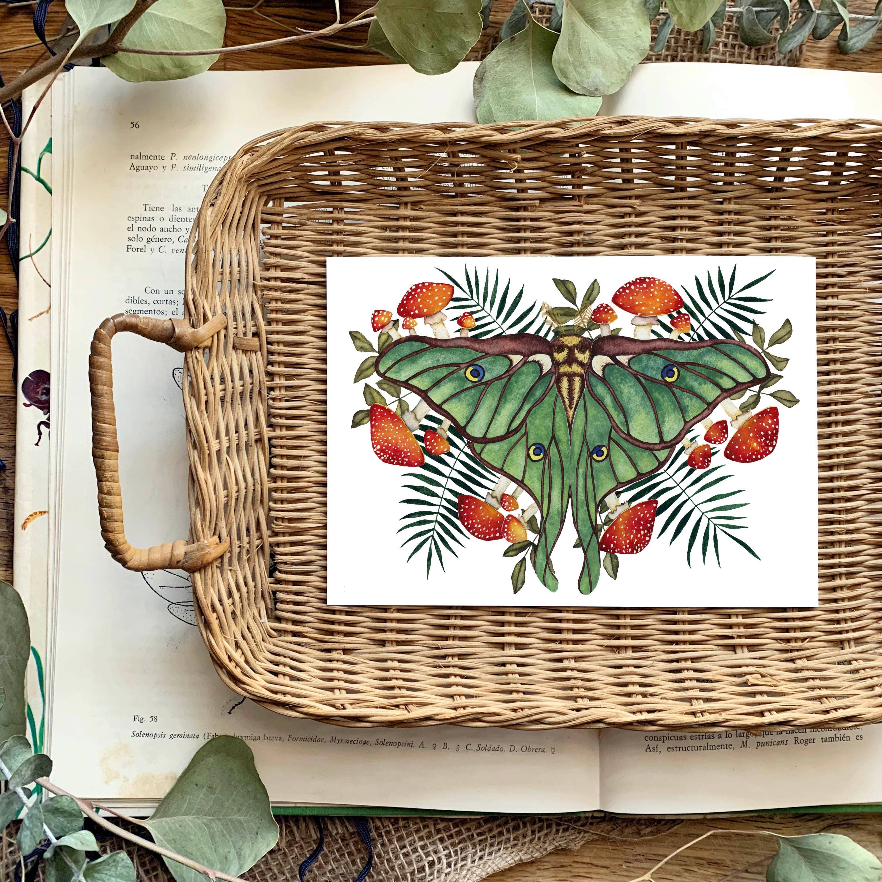 Candace Fincher – Großhandel Kunstdruck – Amanita Muscaria Magic Mushroom Kunstdruck//Luna Moth5