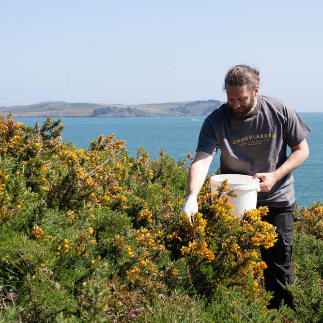 Chocolarder - Vente Barre chocolatée - Tablette de chocolat au lait 50% à la fleur d'ajonc sauvage3