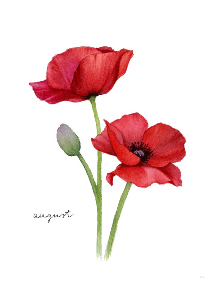 Impression de fleur de naissance de coquelicot d'août – Art mural aquarelle pour la vente par Art by Emma Lian