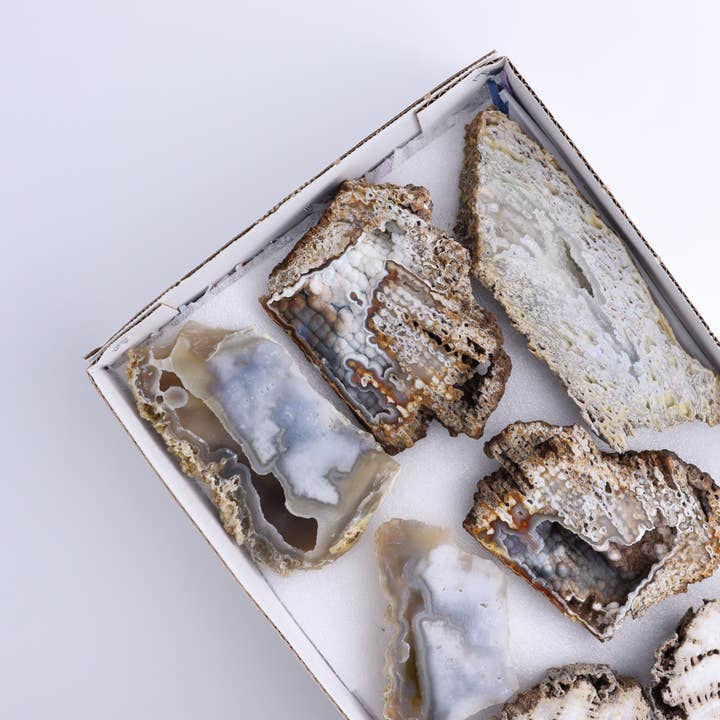 Versteend koraal plat voor wholesale door Mi Esperanza Minerals