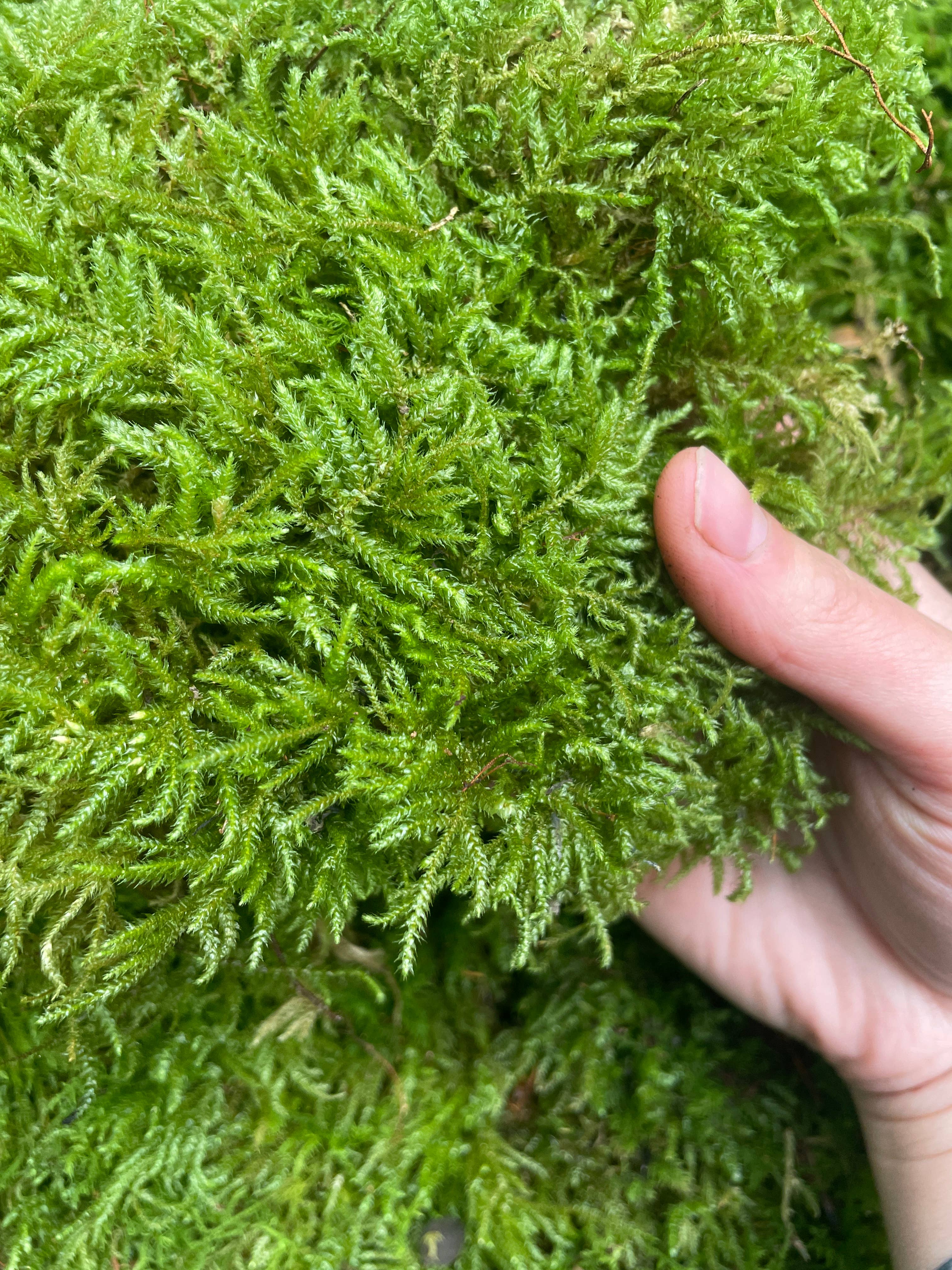 Moss & Stone Gardens – Engroshandel Ægte plante – Levende Tæppe Mos (1-1000 kvadratfod) - Rhytidiadelphus1