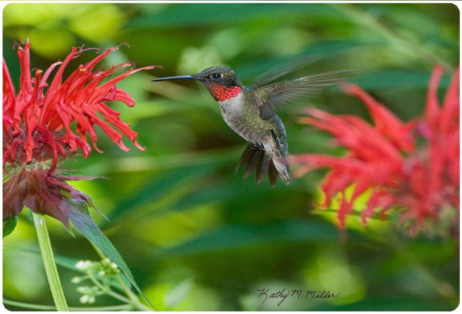 Andreas - Wholesale Jar Opener - KM Hummingbird1