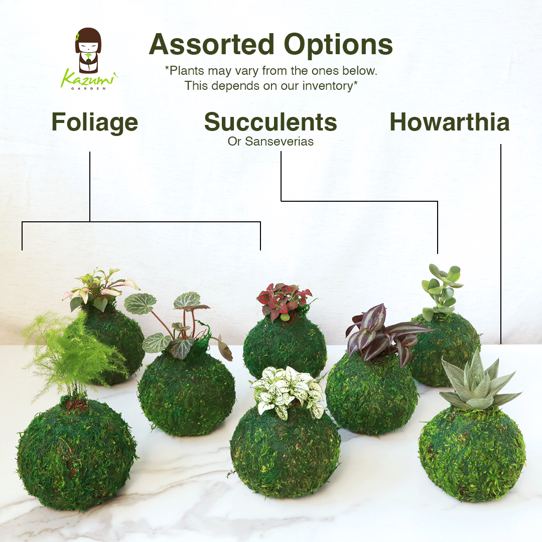 Kazumi Garden - Wholesale Live Plant - Mini Kokedama | Moss Ball Kokedamas1