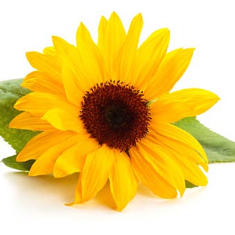 Innate Organic Body - Wholesale Healing Salve/Balm/Cream - Arnica + Turmeric Muscle and Joint Balm (Non-CBD)9