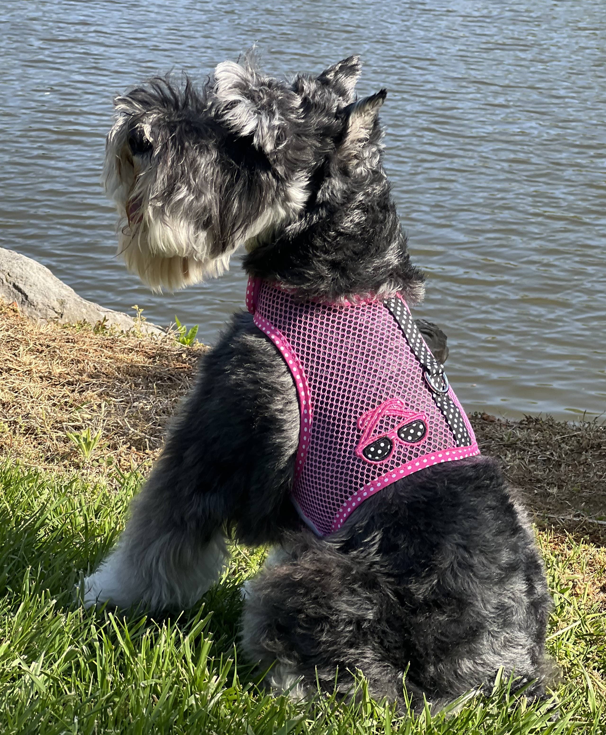 Doggie Design – wholesale Pet harness – Dog – Cool Mesh Dog Harness - Sunglasses Pink & Black Polka Dot4