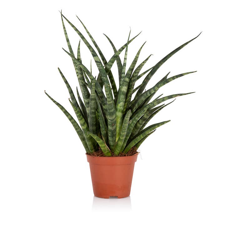 The Little Botanical - Wholesale Live Plant - Sansevieria Fernwood Punk4