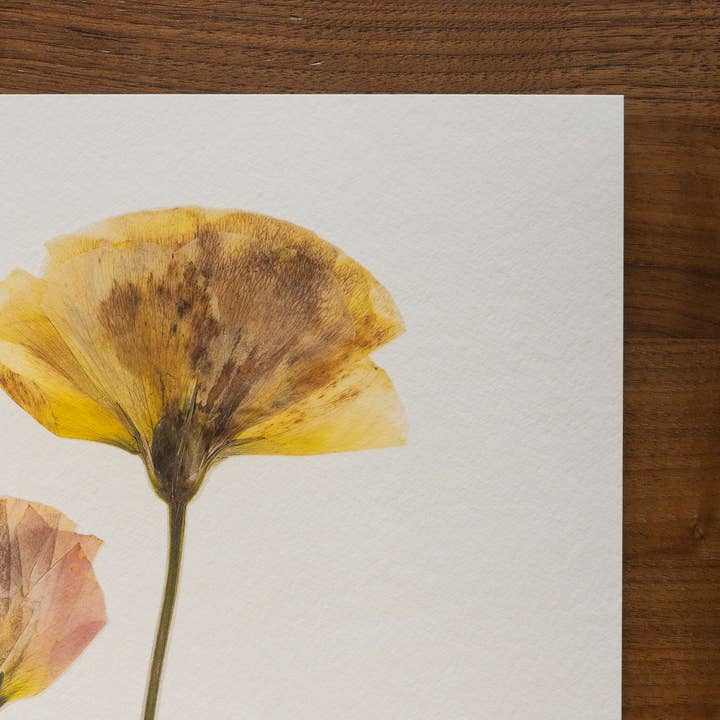 Hope Steinle Pressed Flower Art - Wholesale Art print - Kindred Bloom3