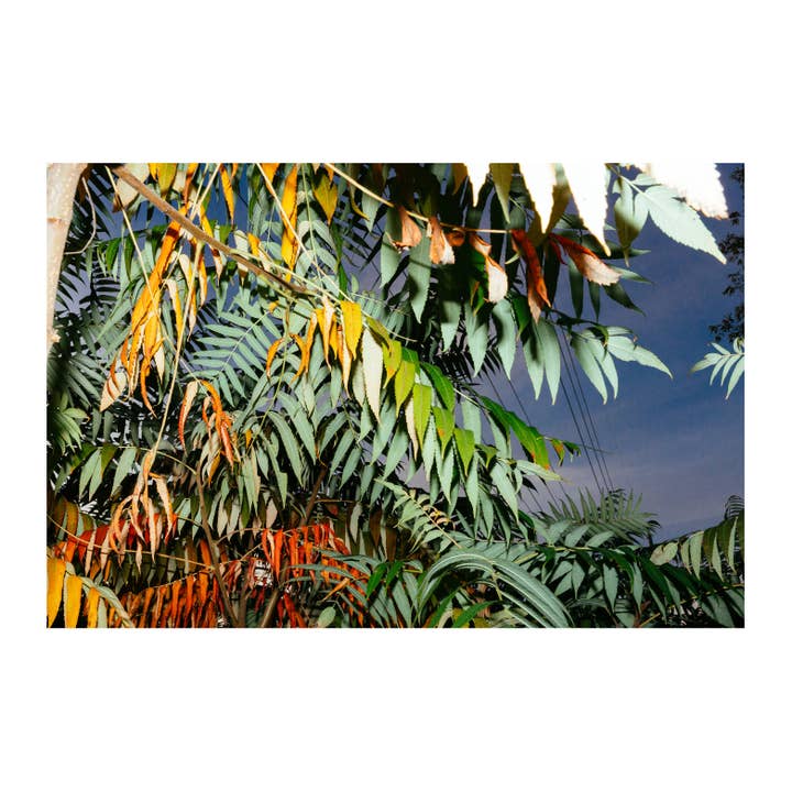 BF Nelson, 2017 for wholesale by bylindseykusterman