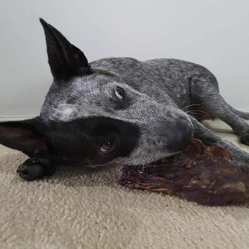 Rover Pet Products - Wholesale Pet treats – Dog - Get Off Ma' Tail - Kangaroo Tails9