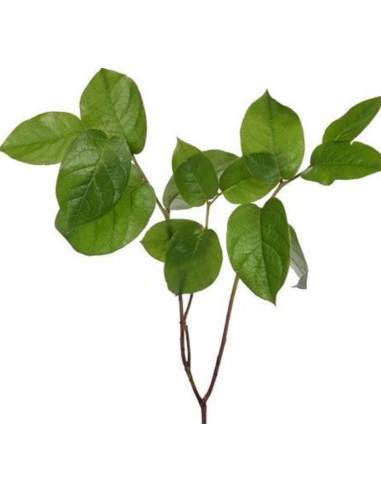 Florasource - Wholesale Fresh Cut Flowers - Salal Tips  5 / 10 / 15 / 20 bunches2