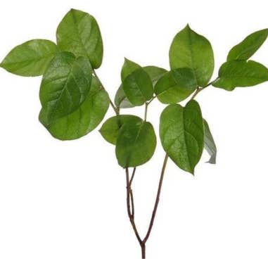 Florasource - Wholesale Fresh Cut Flowers - Salal Tips 5 / 10 / 15 / 20 bunches2