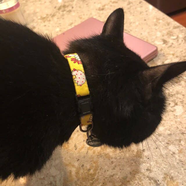 Very Vintage Designs - Vente Collier – chat et chien - Collier pour chien de ferme jaune – Motif poulet – Fait main en organique aux États-Unis11