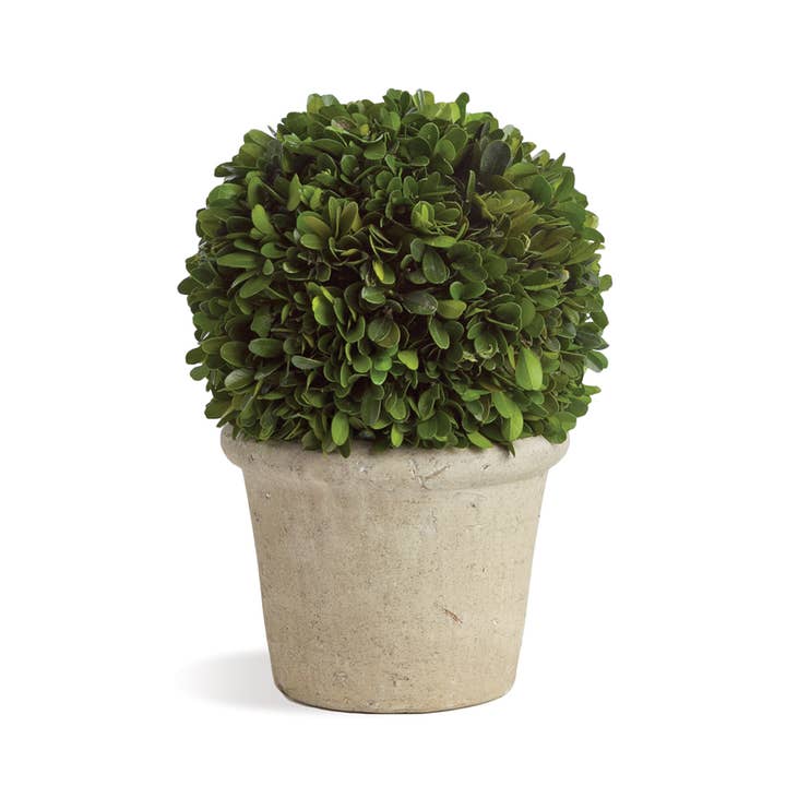 Boxwood 8" Ball In Pot for wholesale by Napa Home & Garden
