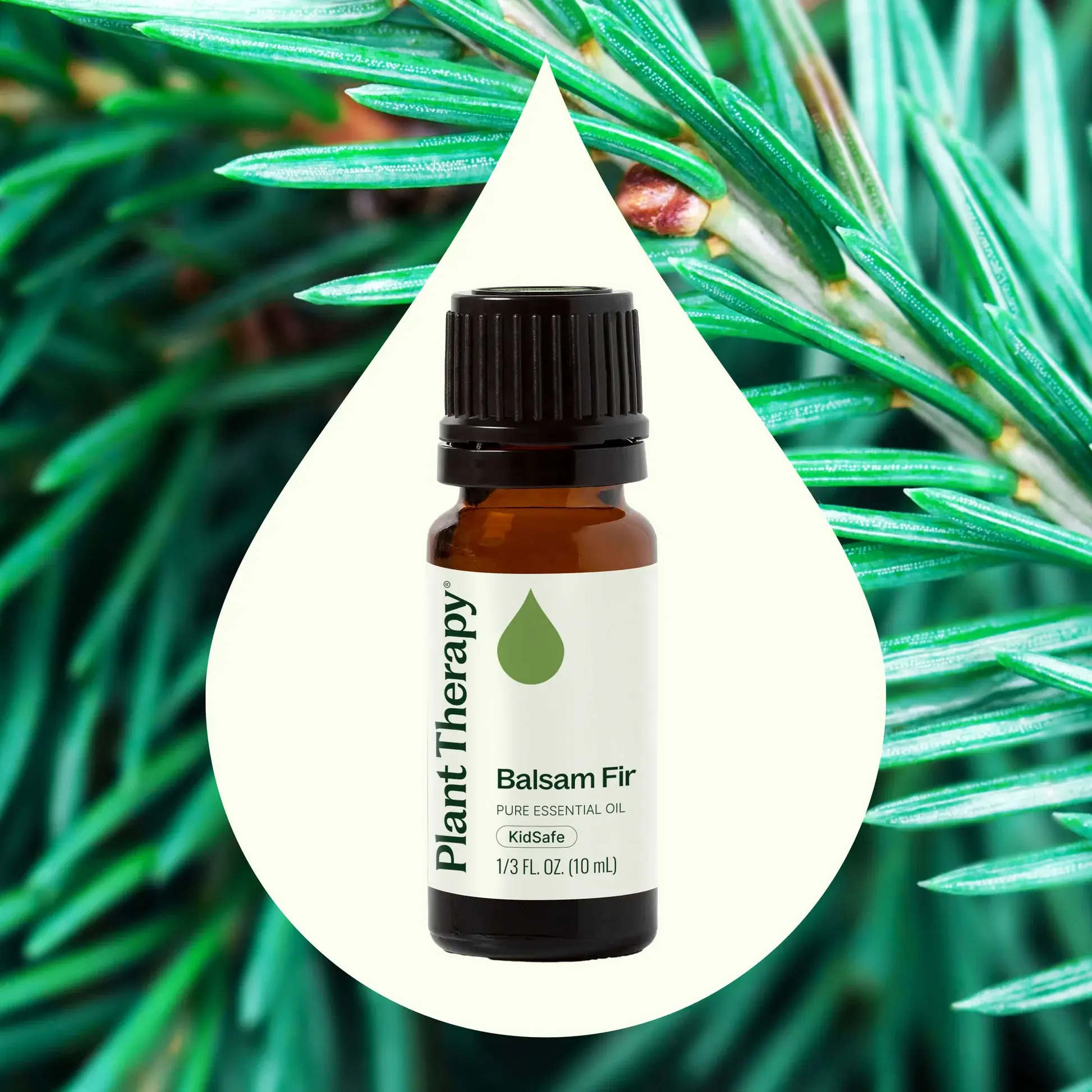 Plant Therapy - Wholesale Essential Oil - Balsam Fir Essential Oil 10mL2