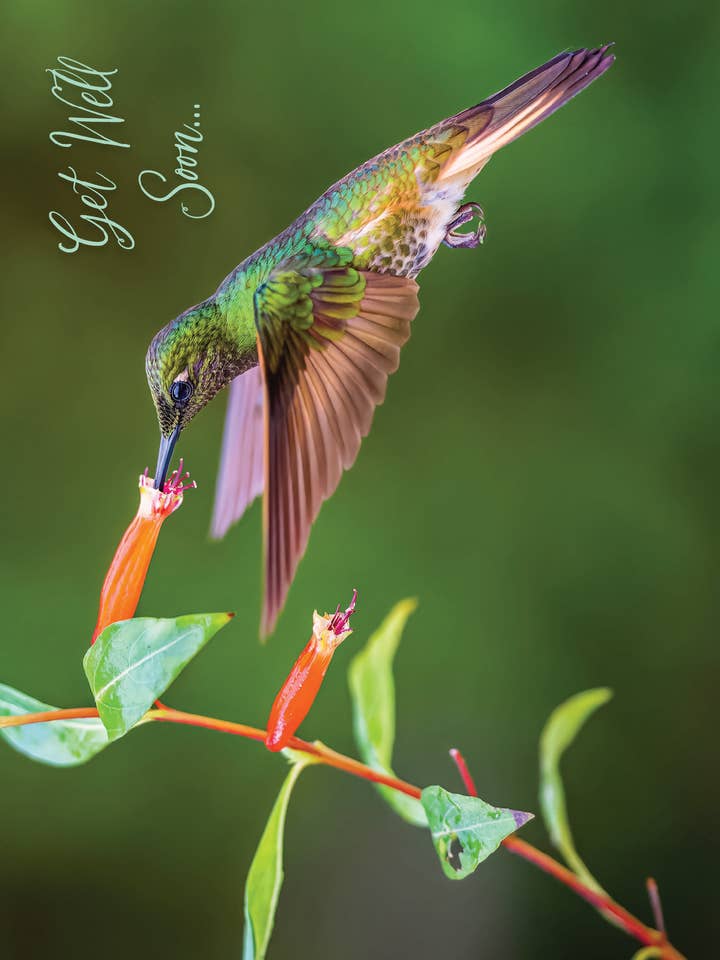 GW/Flying Hummingbird for wholesale by Greeting Cards by Norcard