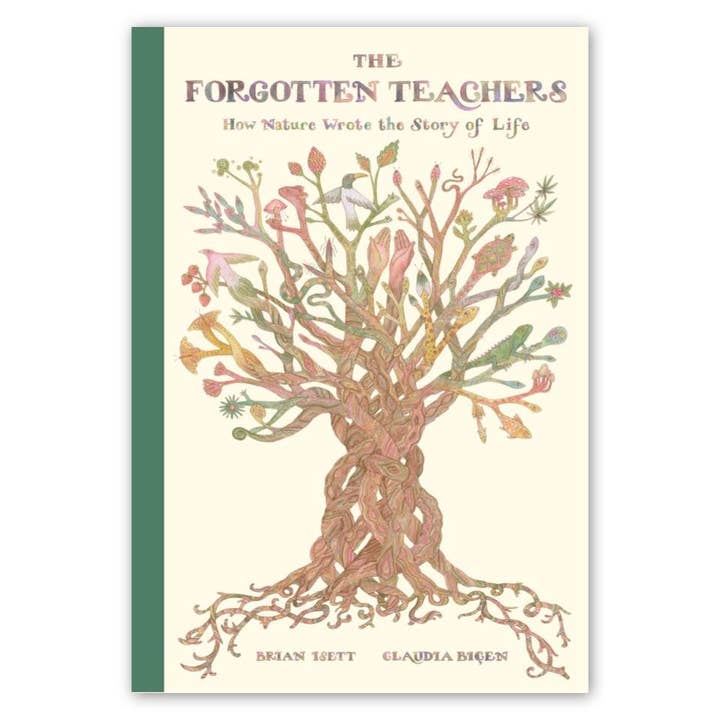 The Forgotten Teachers for wholesale by Enchanted Lion Books