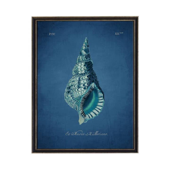 Conch Shell for wholesale by Antique Curiosities Inc