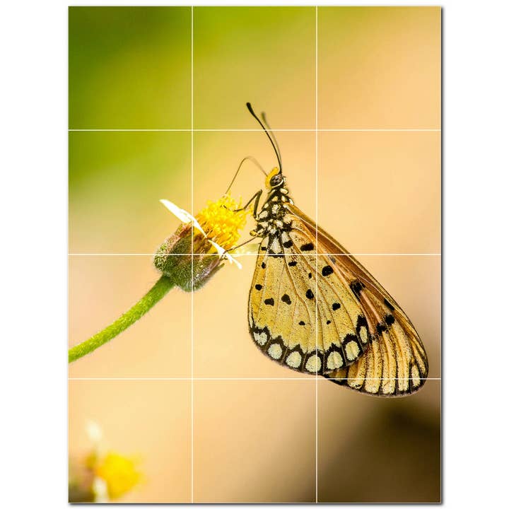 Carrelage en céramique Butterfly, carrelage mural en céramique PT500310 pour la vente par Picture-Tiles.com