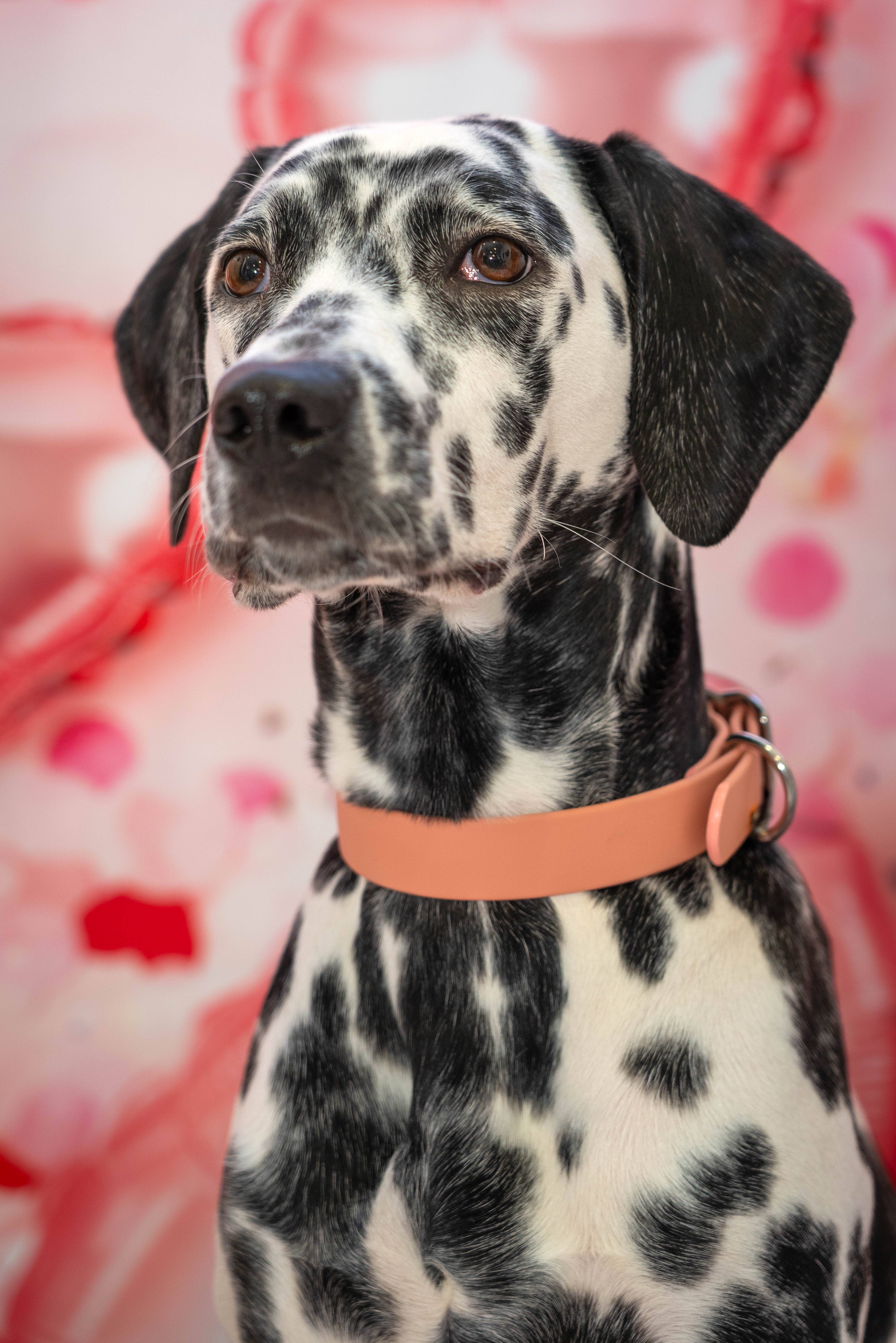 Ploouf Dogs - Wholesale Pet Collar - Dog - Dog collar "soft touch" Terracotta1