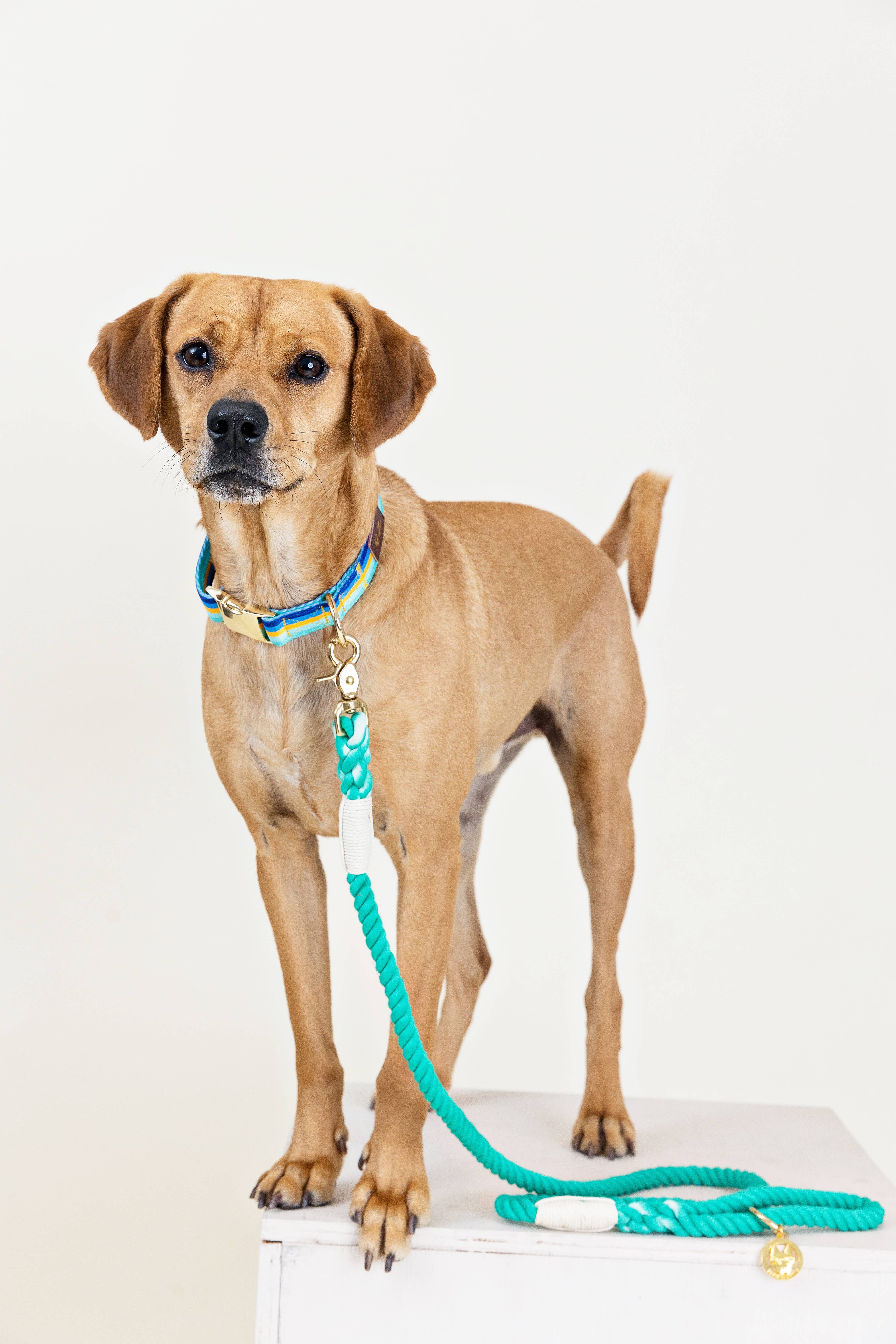 Pink Papyrus | Premium, Durable, & Stylish Dog Products - Wholesale Pet Leash - Dog - Ariel Rope Dog Leash | Dog Leash | Green Leash1