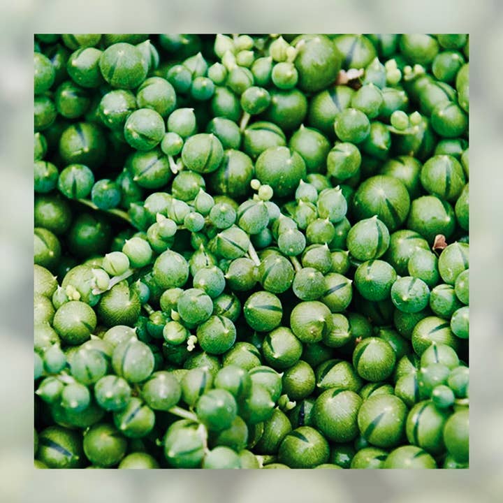 Plant Vault - Wholesale Succulent - String of Pearls