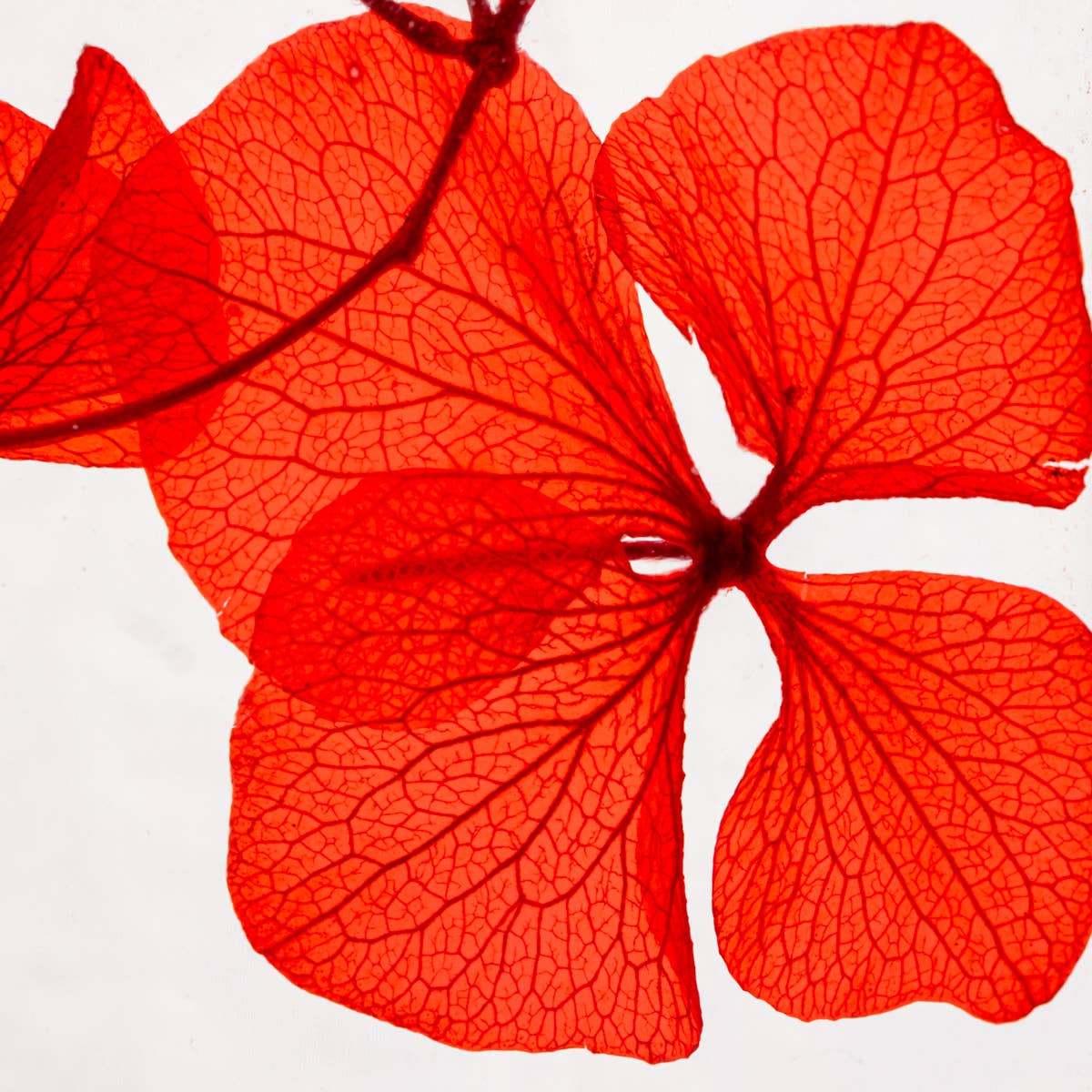 Theophile Berthon - Vente Plante - L'Herbarium Hortensia rouge Passion éternel15