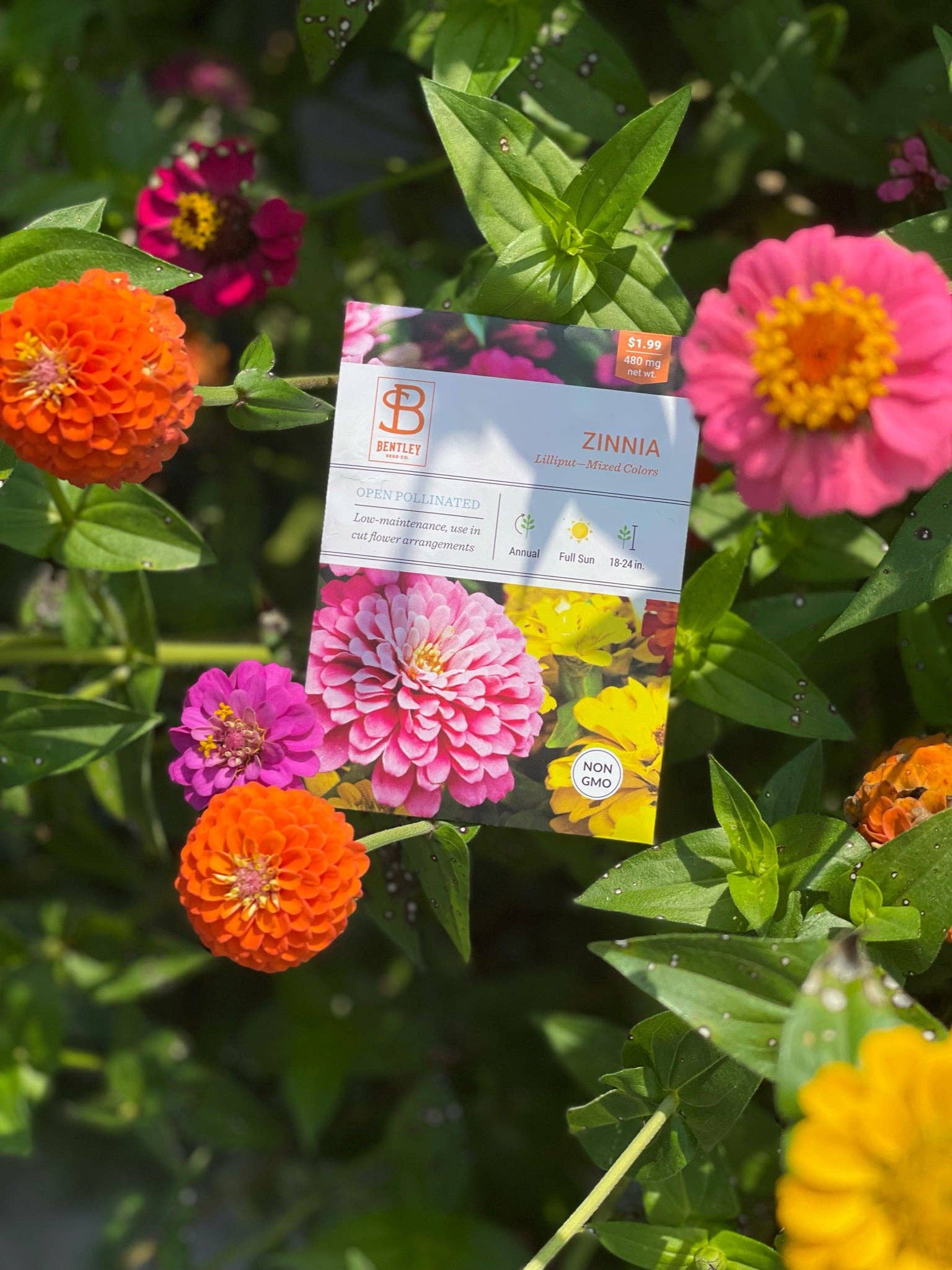 Bentley Seed Co. - Wholesale Plant Seeds - Zinnia, Lilliput Seed Packets3
