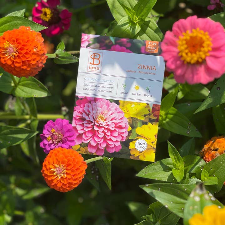 Bentley Seed Co. - Wholesale Plant Seeds - Zinnia, Lilliput Seed Packets3