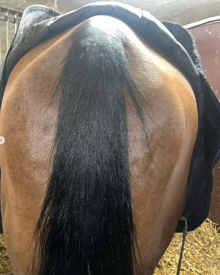 Horse of the world – Condicionador de cavalo por atacado – Spray de crescimento para cavalo4