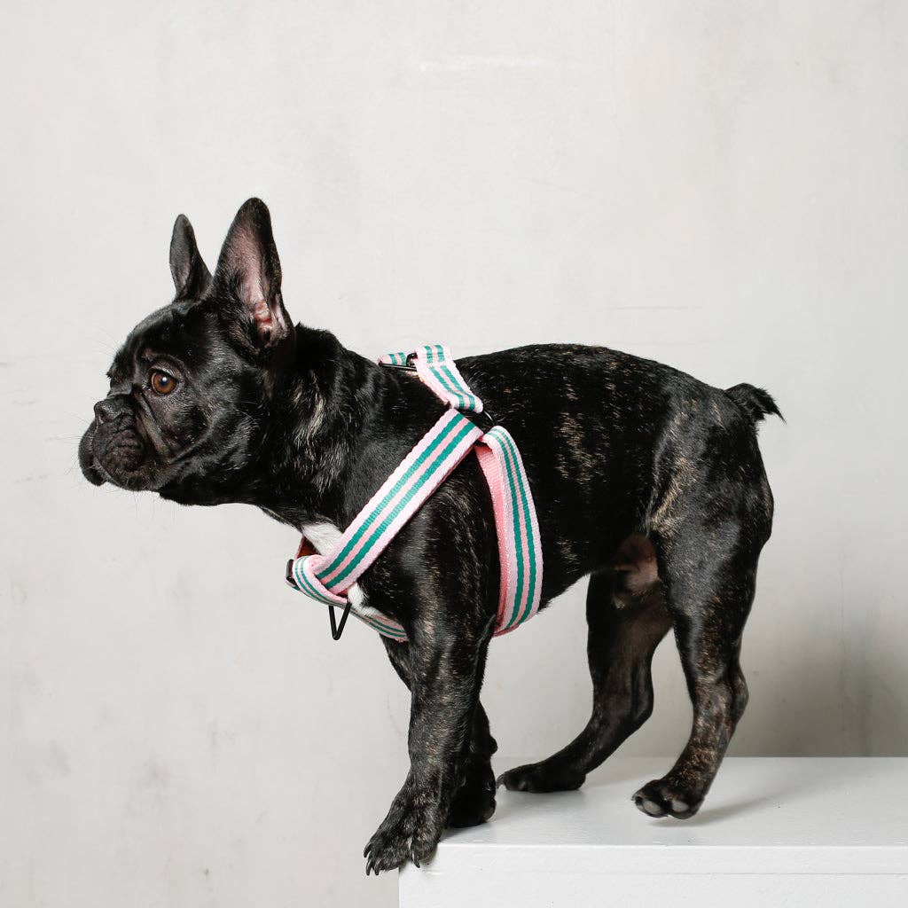 Saint Rue - Wholesale Pet Harness - Dog - Le Classic Dog Harness16