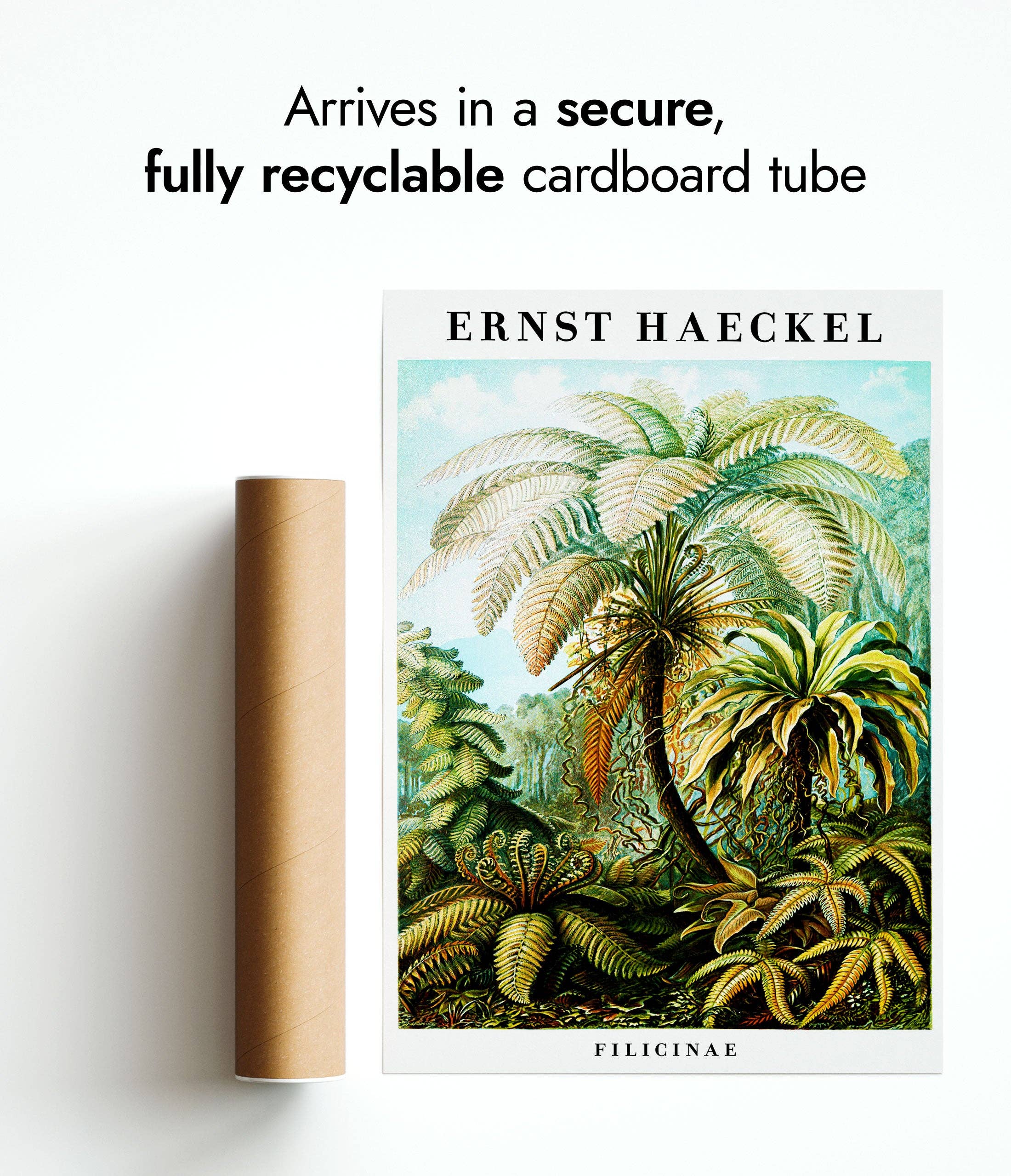 Animato – Großhandel Kunstdruck – Farne5