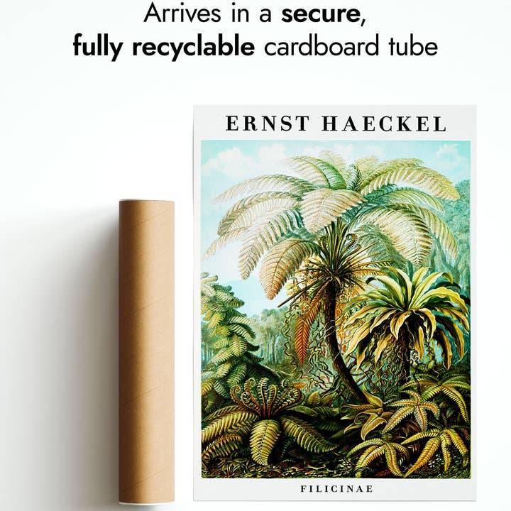 Animato - Wholesale Art Print - Ferns5