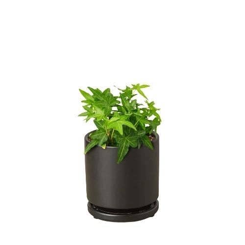 House Plant Wholesale WEST - Wholesale Live Plant - English Ivy Green California
