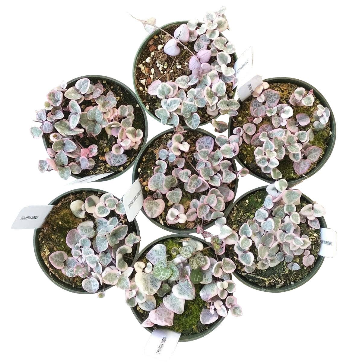 Best Plant Friend - Vente Succulentes - Chaîne de cœurs panachée - Plante succulente en pot de 4/6 pouces7