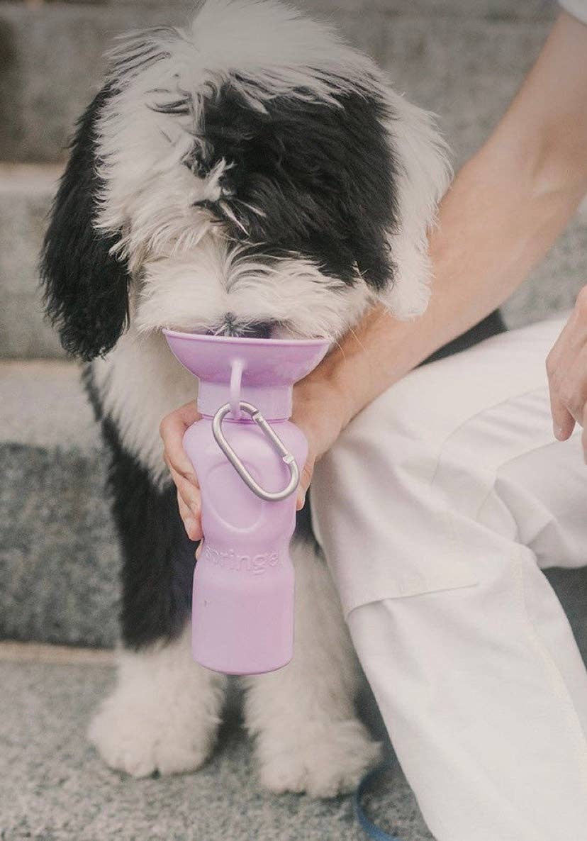 My Pawchella – wholesale Pet water bottle – Dog – Springer Water Bottle15
