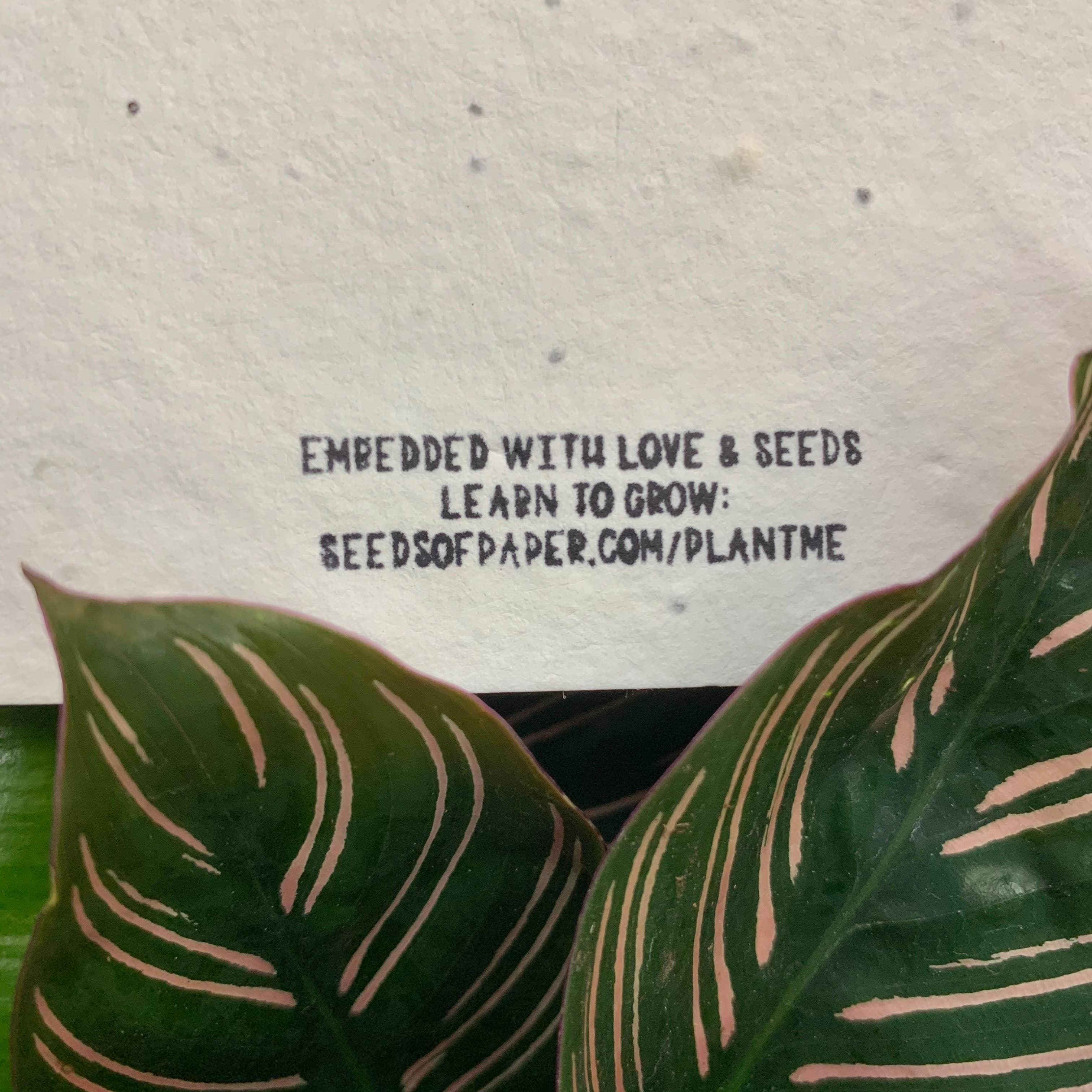 Seeds of Paper – Großhandel Geburtstagskarten – Set mit Pflanzen-Themen-Karten7