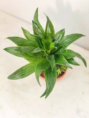 White Stable Farms - Wholesale Live Plant - Dracaena Compacta Kokedama (House Plant Wrapped in Moss)1