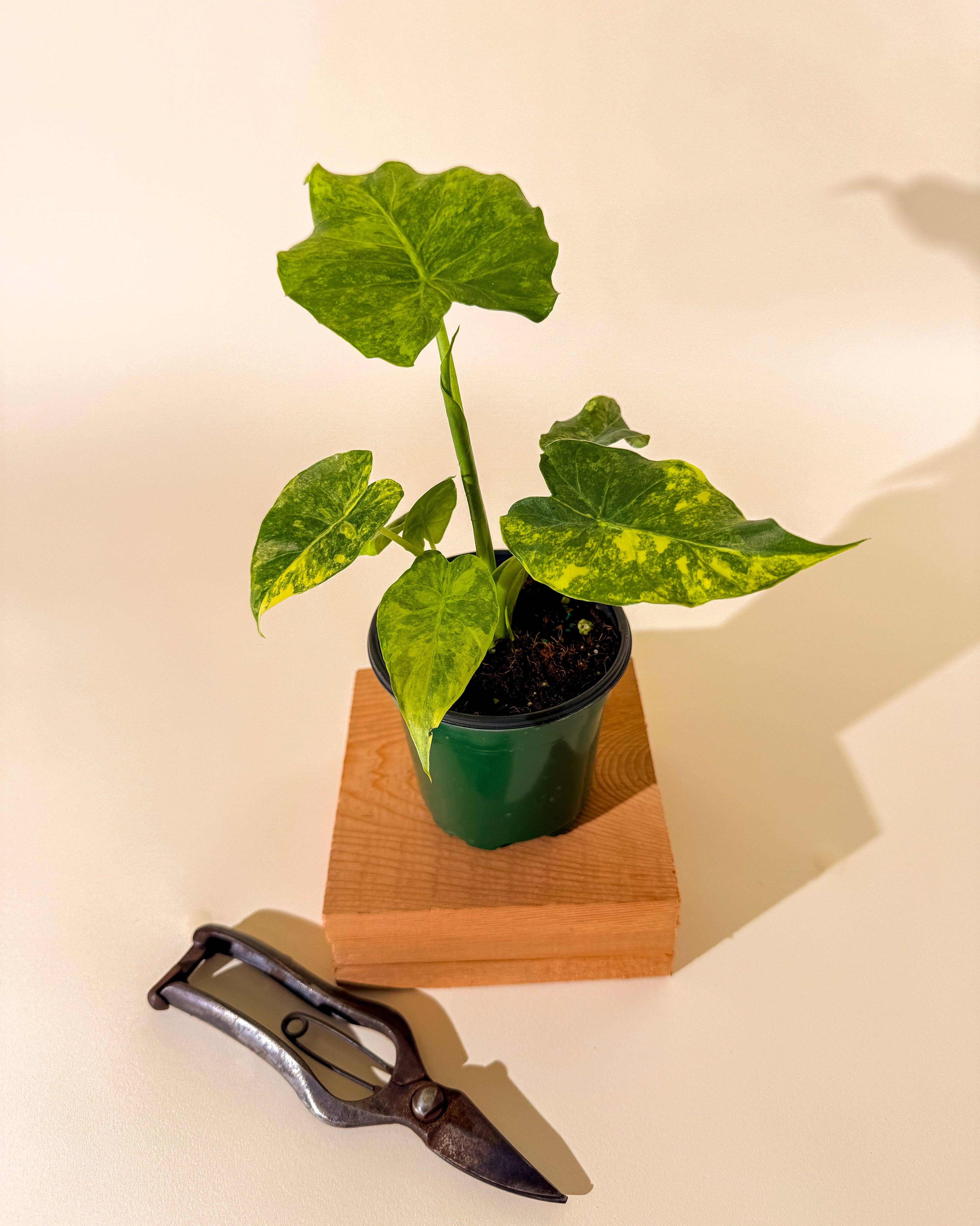 BWH Plant Co - Wholesale Live Plant - 4" Alocasia 'Gageana Aurea'5