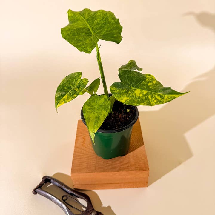 BWH Plant Co - Wholesale Live Plant - 4" Alocasia 'Gageana Aurea'5