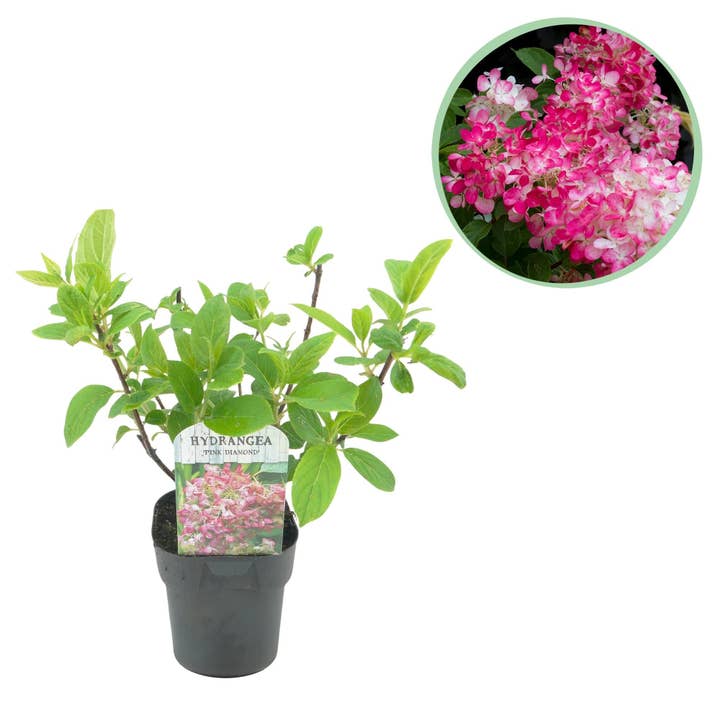 Hortensia de panícula – Hydrangea panniculata Pink Diamond – Flor Blanco-Rosa – Caducifolio – Flores Grandes – 17cm – Altura aprox. 50cm para venta al por mayor de Oasis of Life