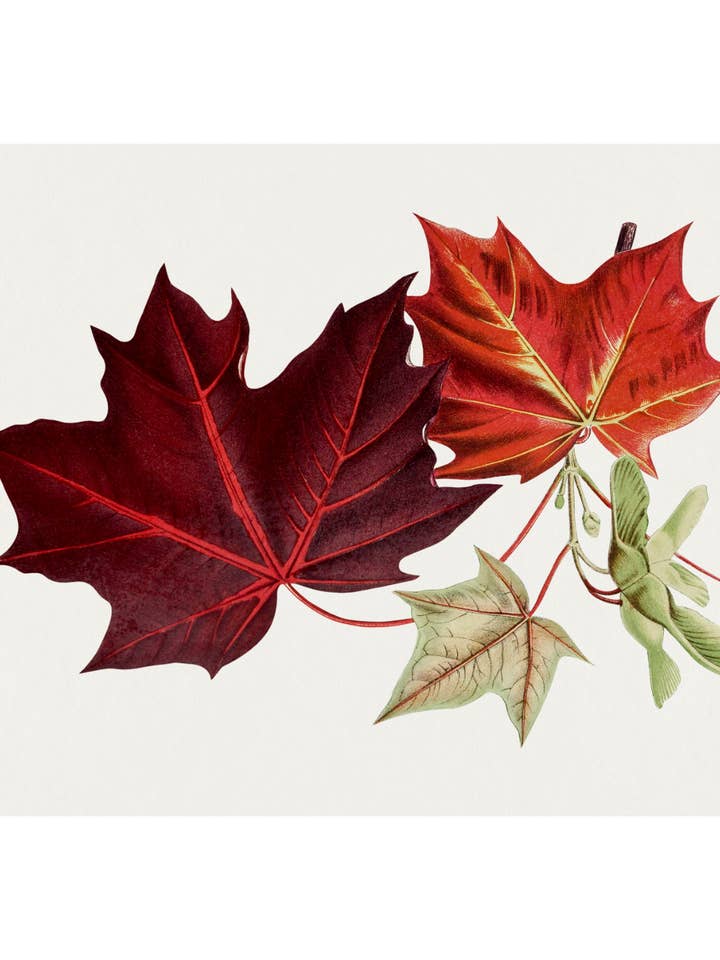 Hojas de arce rojo para venta al por mayor de Sweet Tree Cards