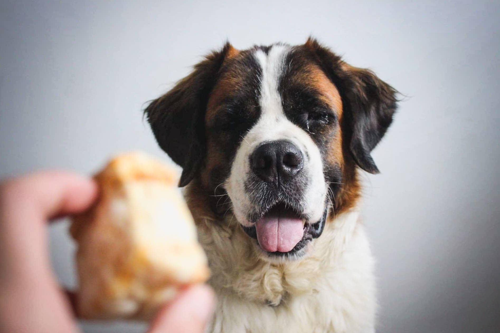 Evident – Großhandel Leckerlis – Hund – Display DOOGY – 100 % natürliche Käsewürfel zum Aufpoppen4