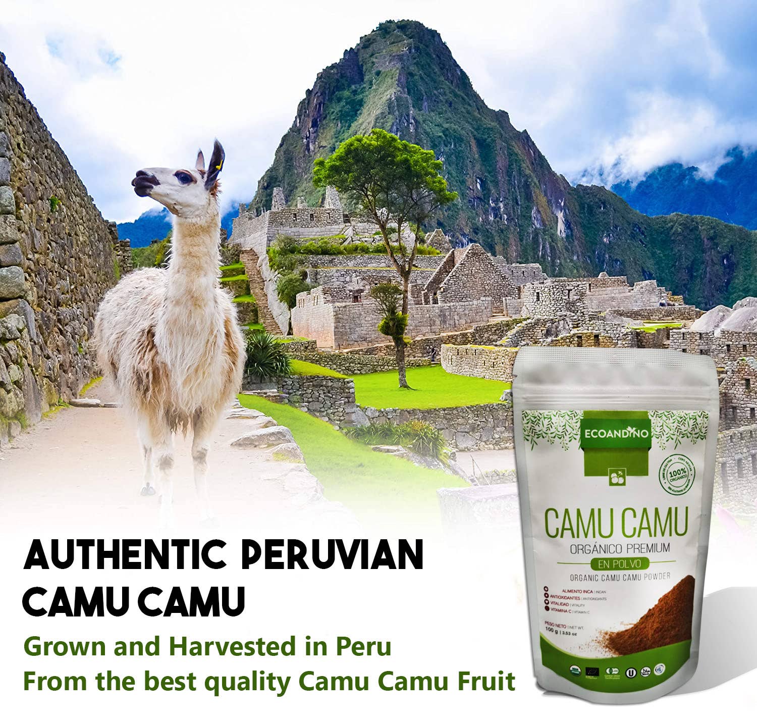 Ganesa Trading - Wholesale Protein/Superfood Powder - Organic Camu Camu Powder Imported from Peru. USDA3