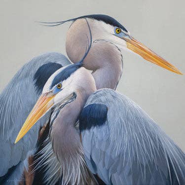 Harmonia - Great Blue Herons Wildlife Animal Impressão artística em Tela por atacado de James Corwin Fine Art