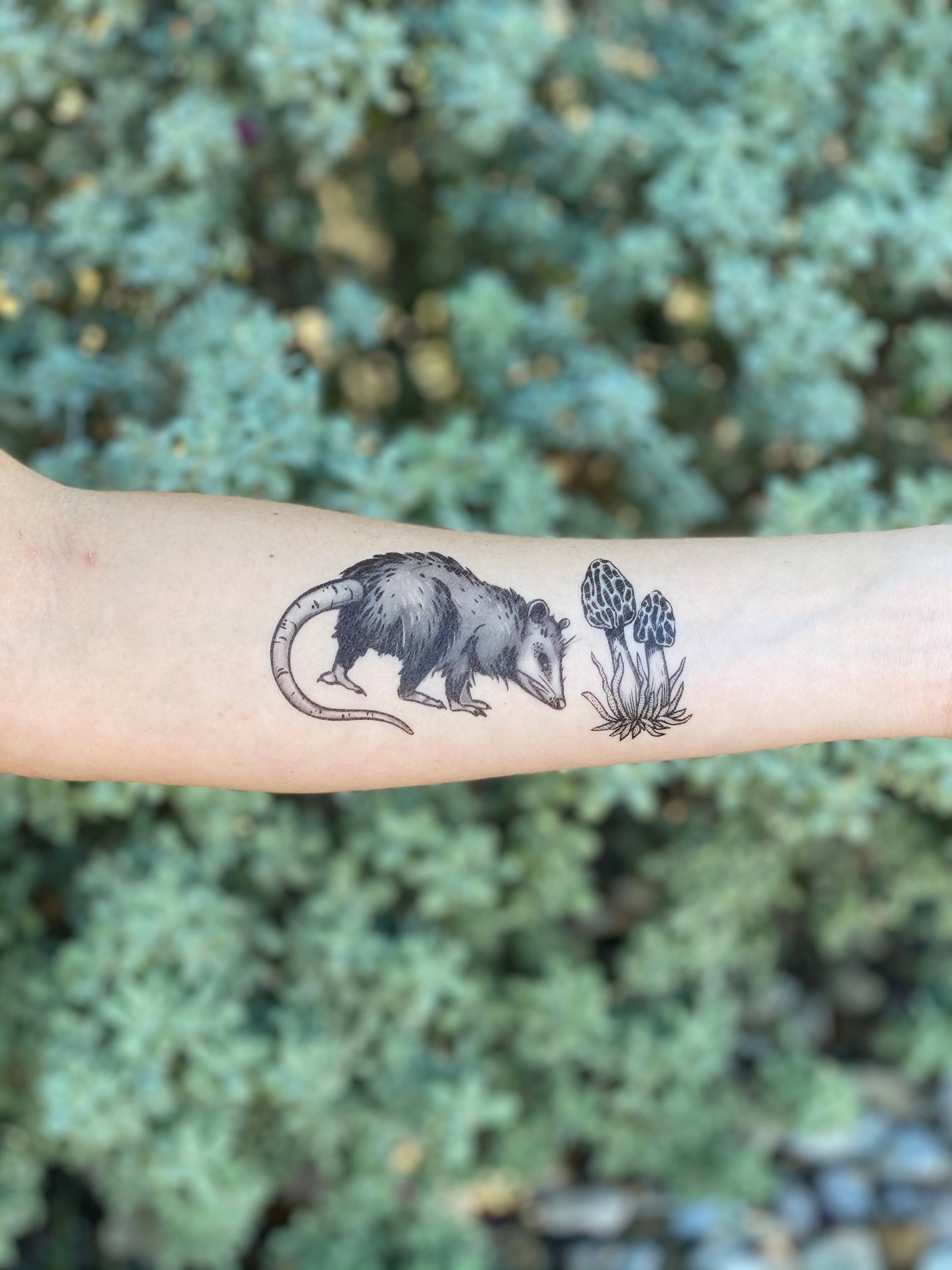 Amazon.com : 4 x 'Possum With Pencil' Temporary Tattoos (TO00038809) :  Beauty & Personal Care