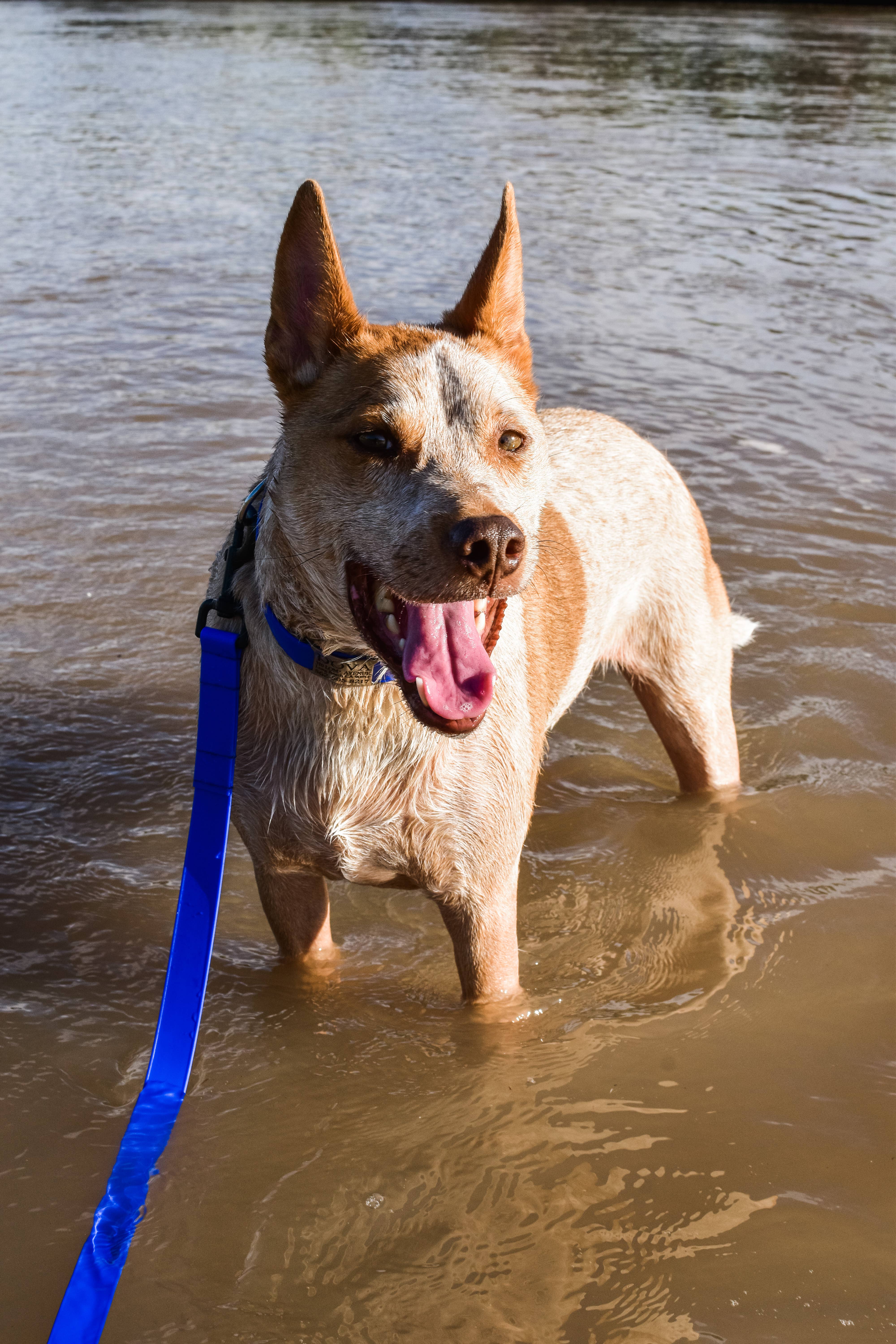 Mimi Green - Wholesale Pet Collar - Dog - Lightweight Biothane Waterproof Dog Collar - The Day Trip13