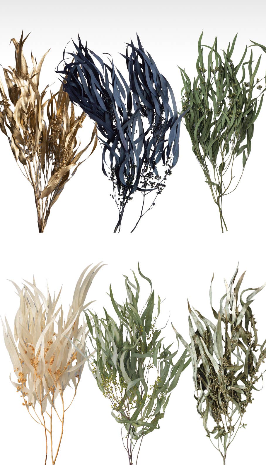 2626 Designs - Wholesale Dried/Pressed Flowers - Dried Preserved Eucalyptus Exotica with Leaf|Realistic Decor3