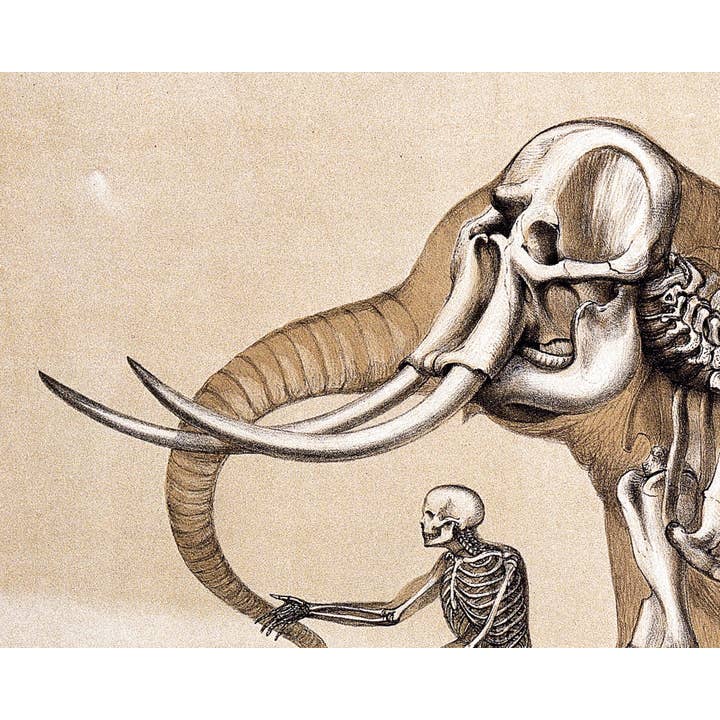 Rock Paper Scissors Wall Art – Impressão artística por atacado – Impressão de anatomia humana e elefante | Ilustração anatômica vintage | Ossos antigos | Arte de parede de esqueleto | Presente de veterinário e médico2